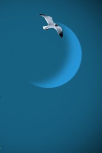 bird_waning moon