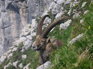 capricorn_alpes_slovenia