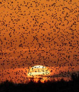 © Massimiliano Marino - maxics.it