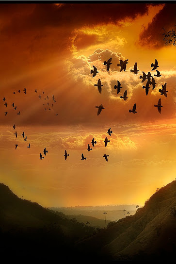 sunset_birds flock formation