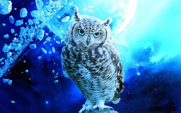 OWL_evening