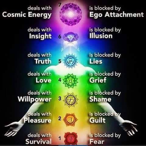 chakras-anatomy