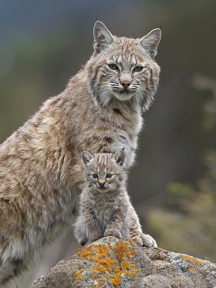 LYNX-MOM-CUB
