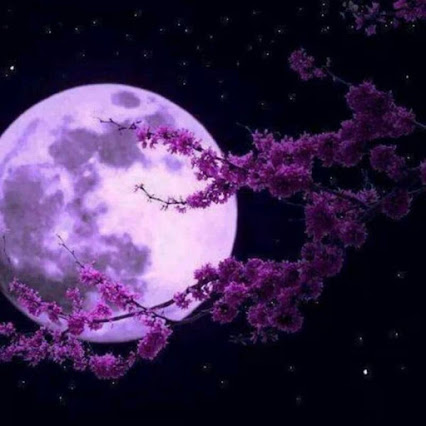lavendar-full-moon