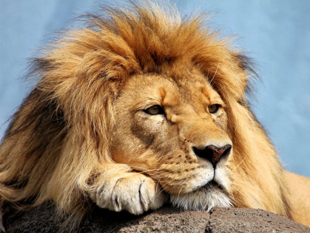 Само спокойствие - Lazy Days by cindy1701d    http://goo.gl/8jv5gD