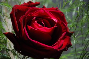Red_Rose